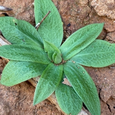 Pterostylis cobarensis (Dryland Orchid) at Mutawintji, NSW - 27 Jun 2024 by Tapirlord