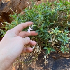 Isotoma petraea (Rock Isotome) at Mutawintji, NSW - 27 Jun 2024 by Tapirlord