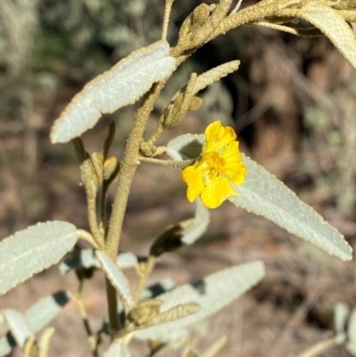 Sida petrophila (Rock Sida) at Mutawintji, NSW - 27 Jun 2024 by Tapirlord