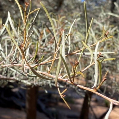 Acacia aneura var. aneura (Mulga) at Mutawintji, NSW - 27 Jun 2024 by Tapirlord