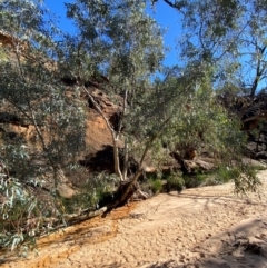 Eucalyptus camaldulensis subsp. arida (Inland River Red Gum) at Mutawintji, NSW - 27 Jun 2024 by Tapirlord