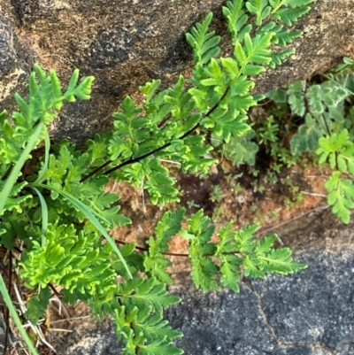 Cheilanthes sieberi subsp. sieberi (Mulga Rock Fern) at Mutawintji, NSW - 27 Jun 2024 by Tapirlord