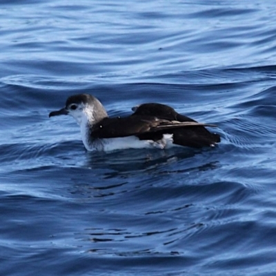 Puffinus assimilis (Little Shearwater) at South Stradbroke, QLD - 16 Jul 2022 by MichaelBedingfield