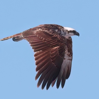 Pandion haliaetus (Osprey) at Houtman Abrolhos, WA - 16 Apr 2024 by jb2602