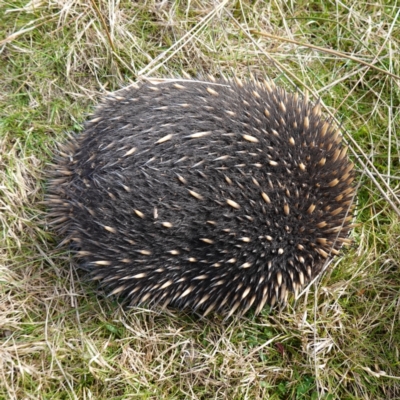 Tachyglossus aculeatus (Short-beaked Echidna) at Denman Prospect, ACT - 18 Aug 2024 by RobG1