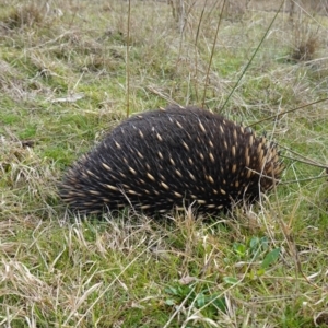 Tachyglossus aculeatus at Denman Prospect, ACT - 18 Aug 2024