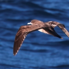 Ardenna pacifica (Wedge-tailed Shearwater) at Houtman Abrolhos, WA - 16 Apr 2024 by jb2602