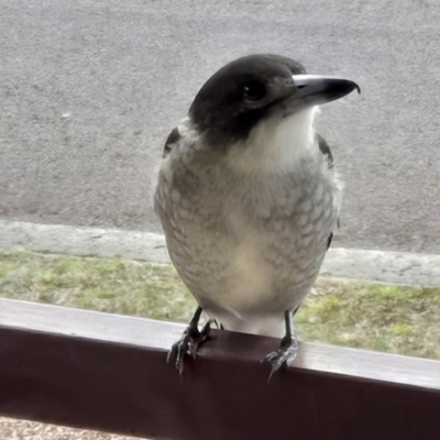 Cracticus torquatus (Grey Butcherbird) at Kambah, ACT - 19 Aug 2024 by KMcCue