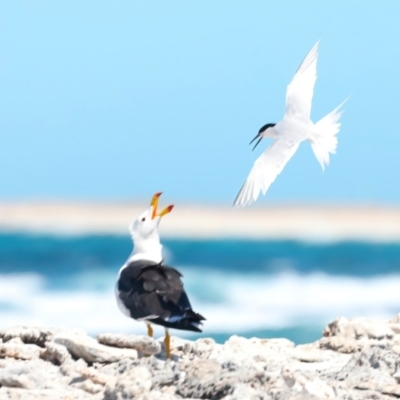 Sterna dougallii (Roseate Tern) at Meru, WA - 16 Apr 2024 by jb2602