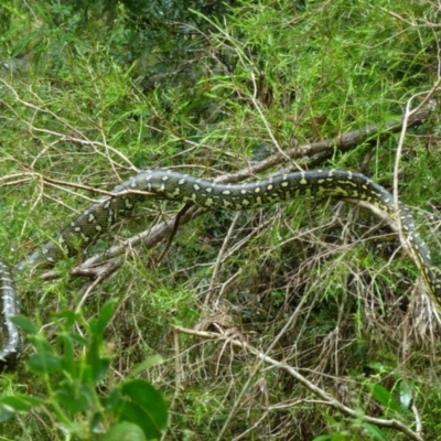 Unidentified Snake at Yarrowitch, NSW - 3 Mar 2012 by MB