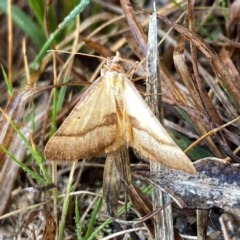 Anachloris subochraria (Golden Grass Carpet) at Googong, NSW - 19 Aug 2024 by Wandiyali