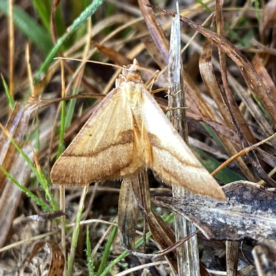 Anachloris subochraria (Golden Grass Carpet) at Googong, NSW - 19 Aug 2024 by Wandiyali