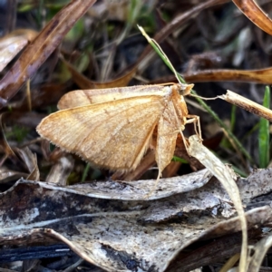 Anachloris subochraria at Googong, NSW - 20 Aug 2024 09:02 AM