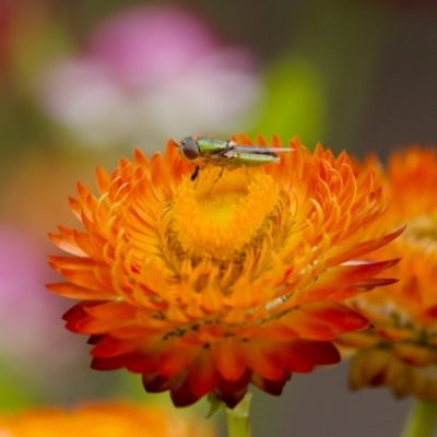 Odontomyia decipiens (Green Soldier Fly) at Acton, ACT - 22 Jan 2024 by KorinneM