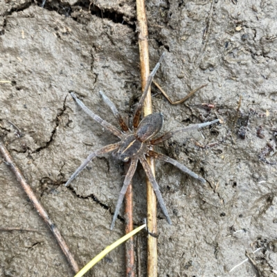 Dolomedes sp. (genus) (Fishing spider) at Googong, NSW - 20 Aug 2024 by Wandiyali