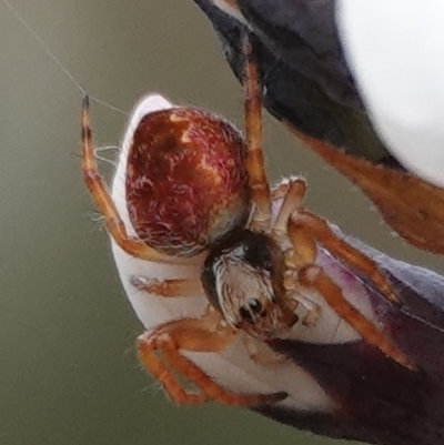 Araneus hamiltoni (Hamilton's Orb Weaver) at Hall, ACT - 20 Aug 2024 by Anna123