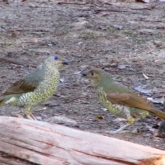 Ptilonorhynchus violaceus (Satin Bowerbird) at Nug Nug, VIC - 23 Mar 2014 by MB