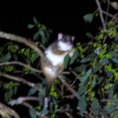 Pseudocheirus peregrinus (Common Ringtail Possum) at Nug Nug, VIC - 23 Mar 2014 by MB