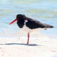 Haematopus longirostris (Australian Pied Oystercatcher) at Houtman Abrolhos, WA - 16 Apr 2024 by jb2602