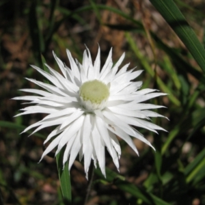 Helichrysum leucopsideum at Rockton, NSW - 7 Jan 2012