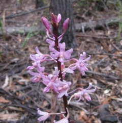 Dipodium roseum (Rosy Hyacinth Orchid) at Rockton, NSW - 7 Jan 2012 by MB