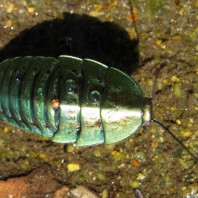 Polyzosteria viridissima (Alpine Metallic Cockroach) at Guthega, NSW - 6 Mar 2011 by MB