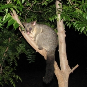 Trichosurus vulpecula at Richardson, ACT - 2 Jan 2011 09:07 PM