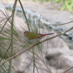 Neochmia temporalis (Red-browed Finch) at Gordon, ACT - 22 Dec 2011 by MB