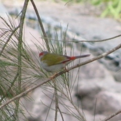 Neochmia temporalis (Red-browed Finch) at Gordon, ACT - 21 Dec 2011 by MB