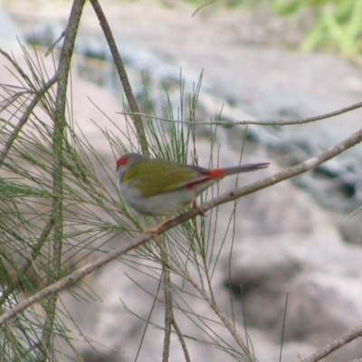 Neochmia temporalis (Red-browed Finch) at Gordon, ACT - 21 Dec 2011 by MB