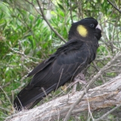 Zanda funerea (Yellow-tailed Black-Cockatoo) at Eden, NSW - 12 Feb 2011 by MB