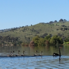 Cygnus atratus (Black Swan) at Googong, NSW - 18 Nov 2010 by MB