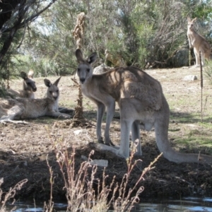 Macropus giganteus at Googong, NSW - 30 Dec 2010 04:01 PM