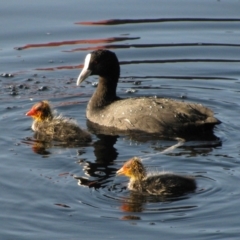 Fulica atra (Eurasian Coot) at Ellenbrook, WA - 7 Oct 2011 by MB