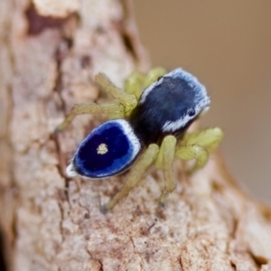 Maratus hesperus at Cook, ACT - 21 Oct 2023 05:00 PM