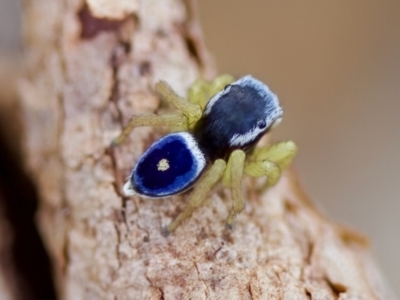 Maratus hesperus (Venus Peacock Spider) at Cook, ACT - 21 Oct 2023 by KorinneM