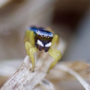 Maratus hesperus at Cook, ACT - 21 Oct 2023 05:00 PM