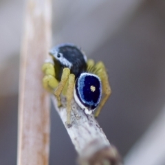 Maratus hesperus at Cook, ACT - 21 Oct 2023 05:00 PM