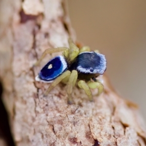 Maratus hesperus at Cook, ACT - 21 Oct 2023 05:00 PM