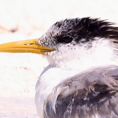 Thalasseus bergii (Crested Tern) at Meru, WA - 16 Apr 2024 by jb2602