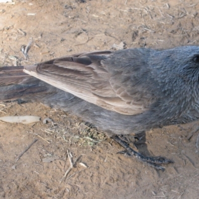 Struthidea cinerea (Apostlebird) at The Marra, NSW - 15 Sep 2011 by MB