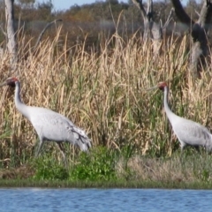 Grus rubicunda (Brolga) at Oxley, NSW - 14 Sep 2011 by MB