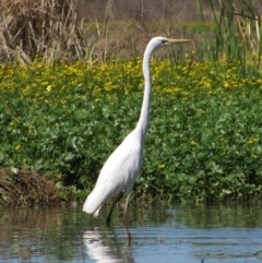 Ardea alba (Great Egret) at Oxley, NSW - 14 Sep 2011 by MB