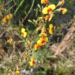 Dillwynia ramosissima (Bushy Parrot-pea) at Bomaderry, NSW - 11 Aug 2024 by plants