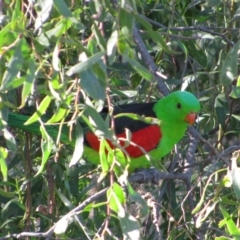 Aprosmictus erythropterus (Red-winged Parrot) at Oxley, NSW - 14 Sep 2011 by MB