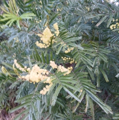 Acacia mearnsii (Black Wattle) at North Nowra, NSW - 11 Aug 2024 by plants