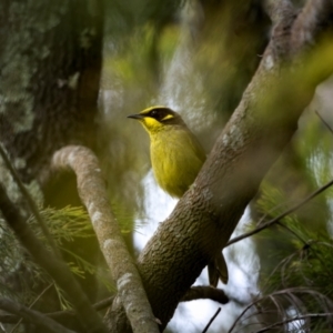 Lichenostomus melanops at Watson, ACT - 20 Aug 2024