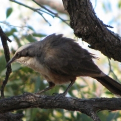 Pomatostomus temporalis temporalis (Grey-crowned Babbler) at The Marra, NSW - 16 Sep 2011 by MB