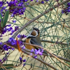 Acanthorhynchus tenuirostris (Eastern Spinebill) at Watson, ACT - 20 Aug 2024 by trevsci