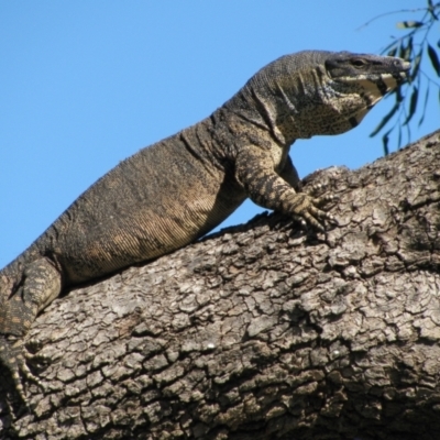 Varanus varius at Quambone, NSW - 15 Sep 2011 by MB